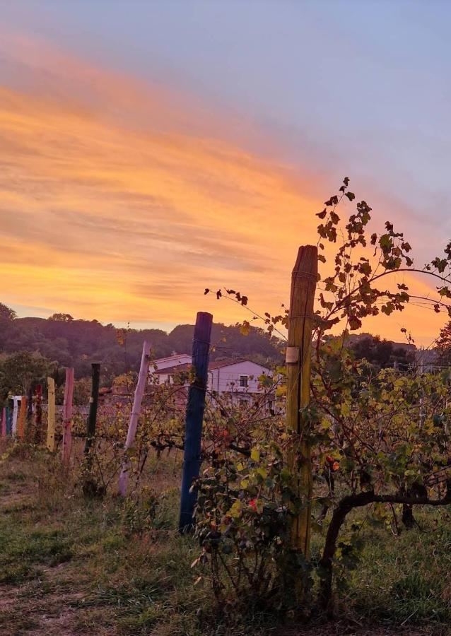 Apartamento La Casa Nella Vigna Colline Del Vino Capannori Exterior foto
