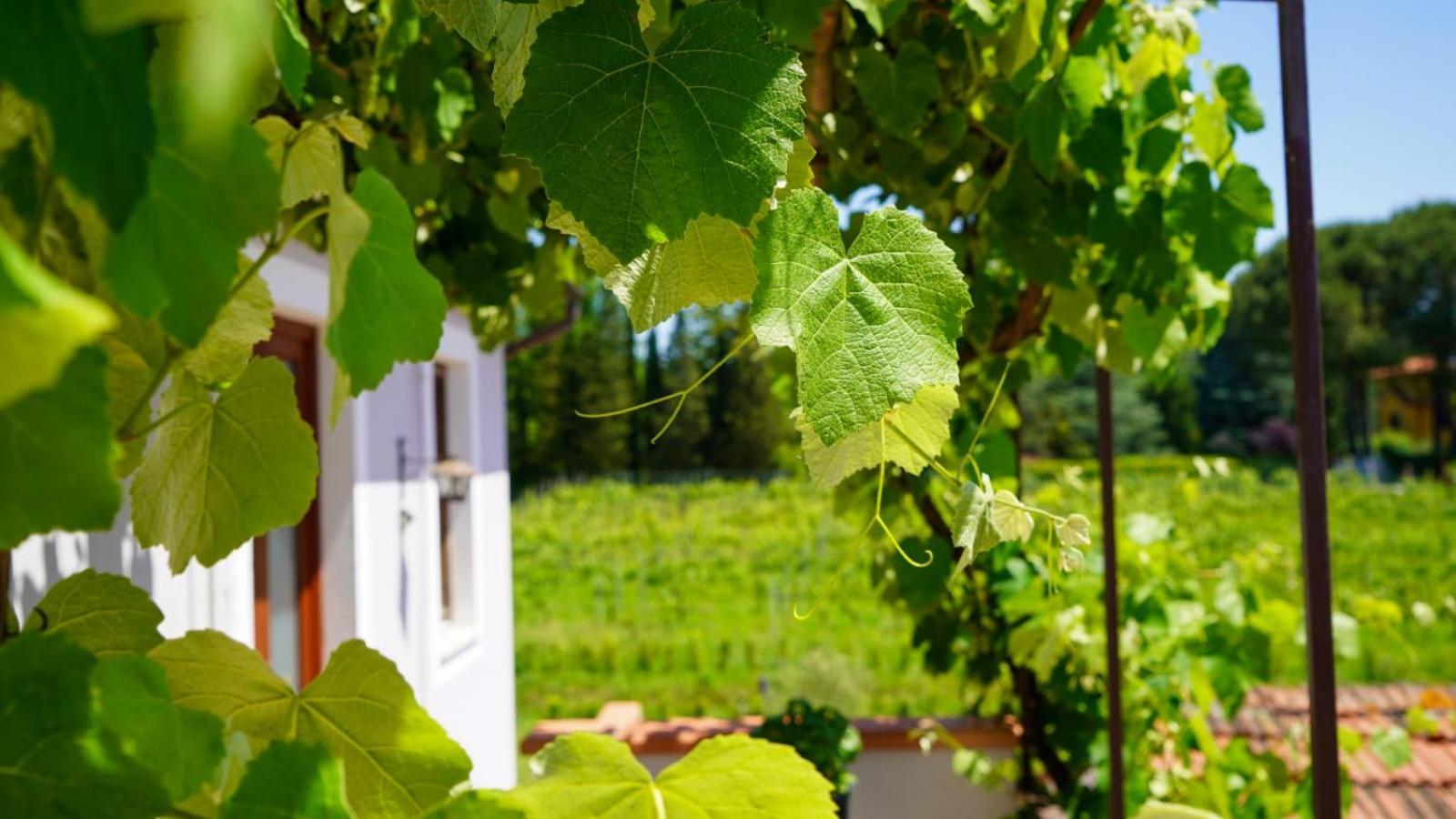 Apartamento La Casa Nella Vigna Colline Del Vino Capannori Exterior foto