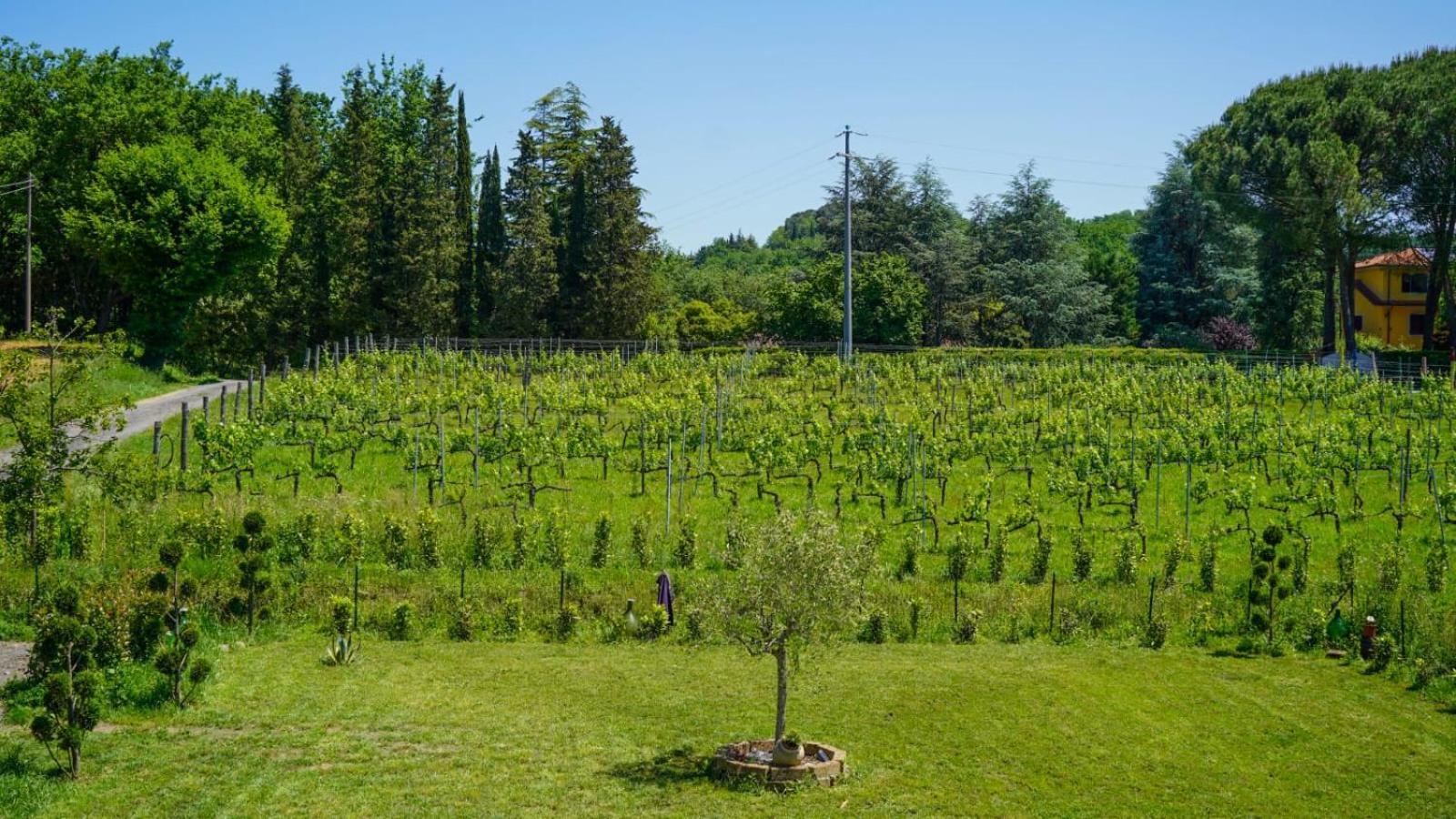 Apartamento La Casa Nella Vigna Colline Del Vino Capannori Exterior foto
